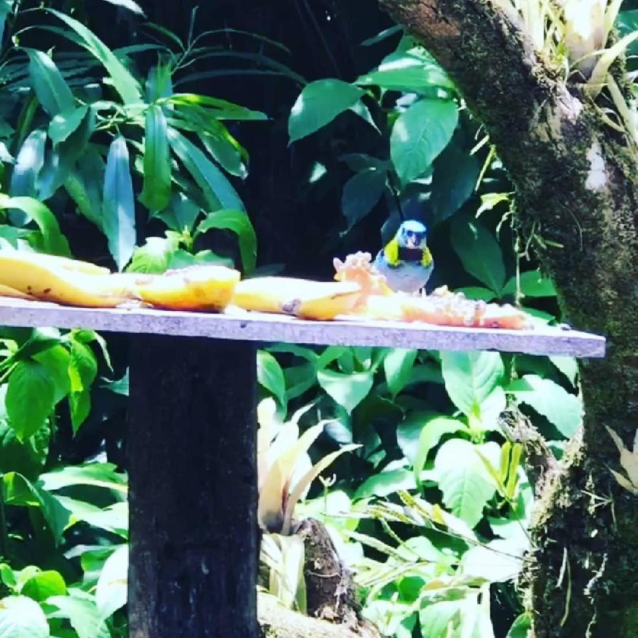 Pousada Recanto Dos Tangaras Juqueí Exterior foto